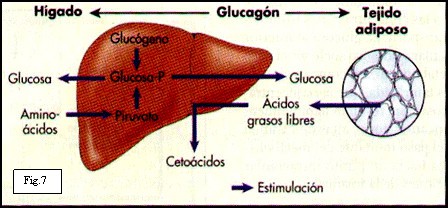 Infografía hígado
