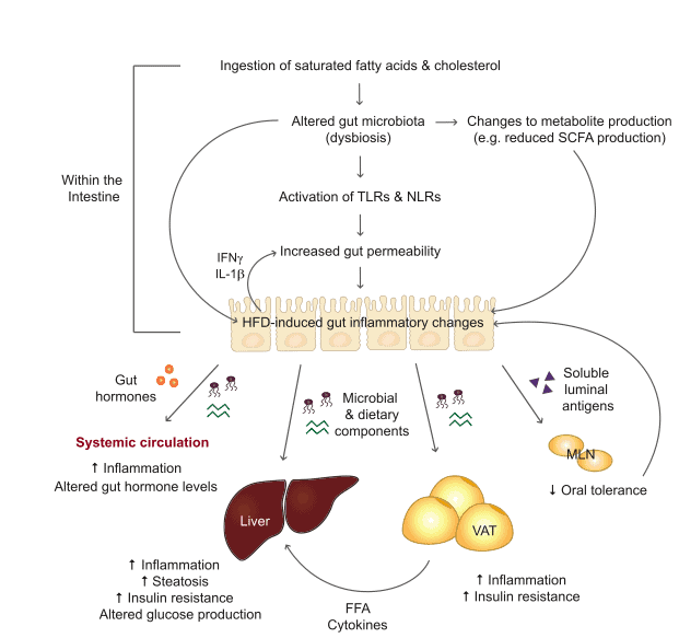 Infografía de los carbohidratos