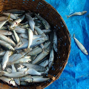 Pescado, rico en omega 3