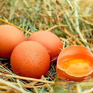4 huevos en un pajar, uno de ellos esta abierto