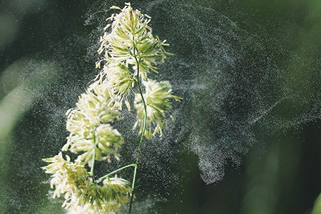 Planta soltando polen al viento