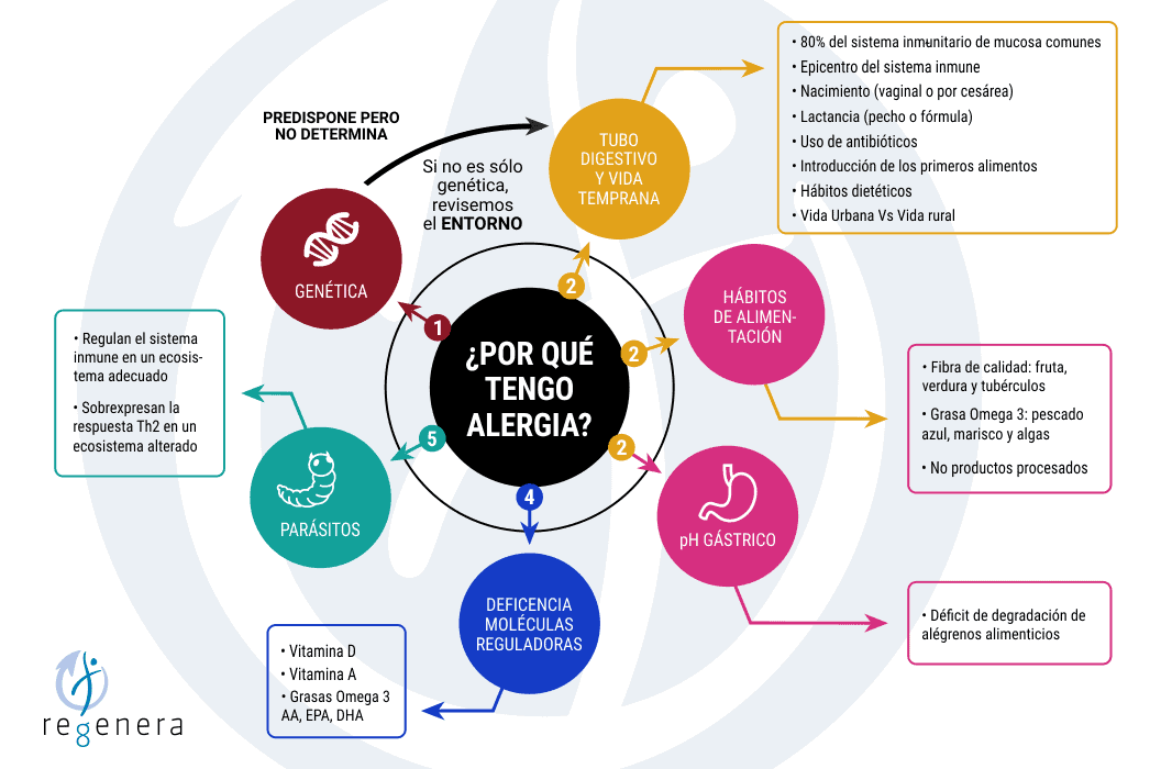 Infografía con diferentes alérgenos