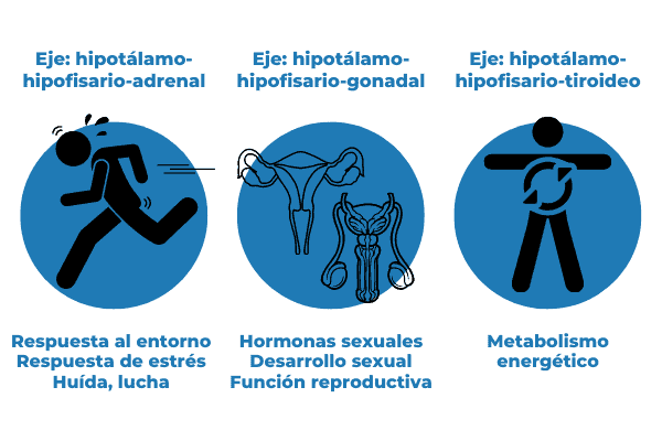 sistema neuro-inmune-endocrino