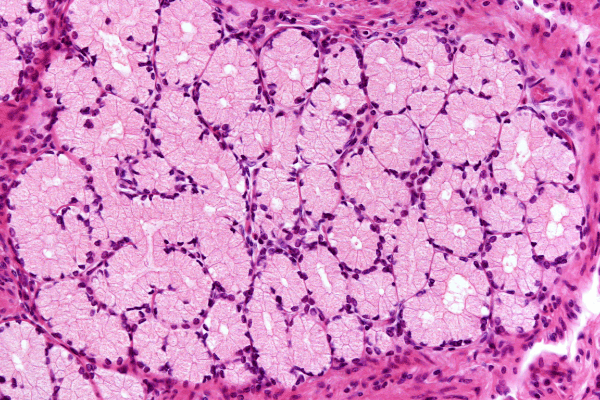sistema neuro-inmune-endocrino