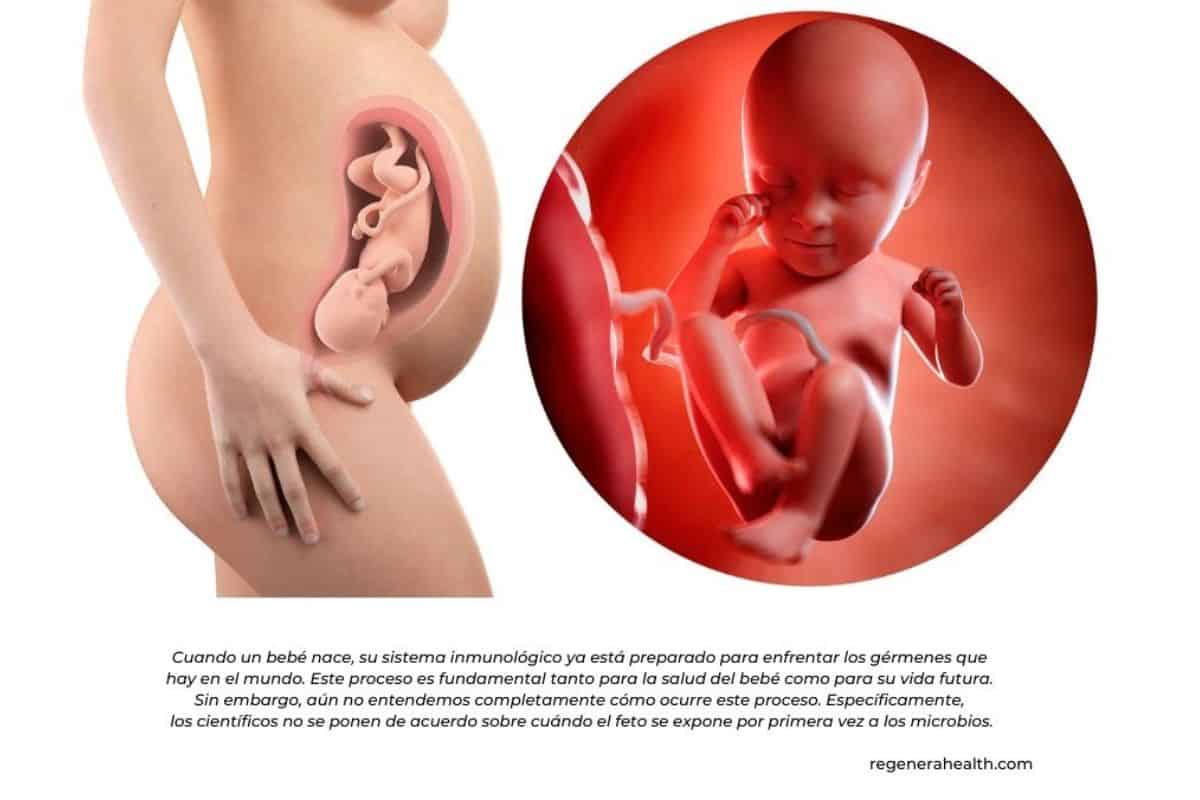 El paradigma del útero estéril sostiene que el útero es un ambiente estéril sin presencia de bacterias, mientras que la teoría de la invasión bacteriana en el útero afirma que hay bacterias presentes en el útero que pueden tener un impacto en la salud reproductiva de las mujeres.