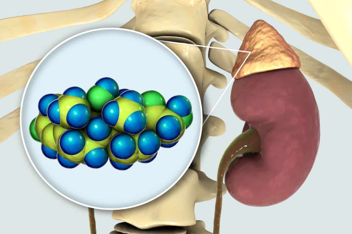 Las glándulas suprarrenales producen las hormonas cortisol, aldosterona, adrenalina y noradrenalina. También producen hormonas que el cuerpo usa para producir hormonas sexuales (estrógeno y testosterona).