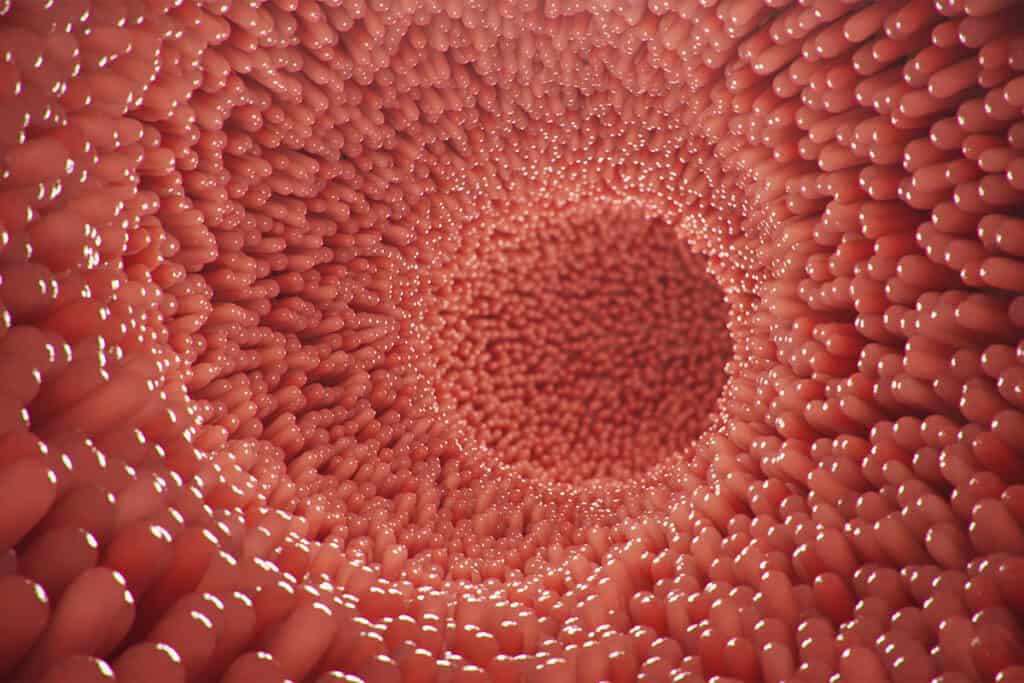 Donde estudiar un curso de microbiota y ser un experto en salud intestinal