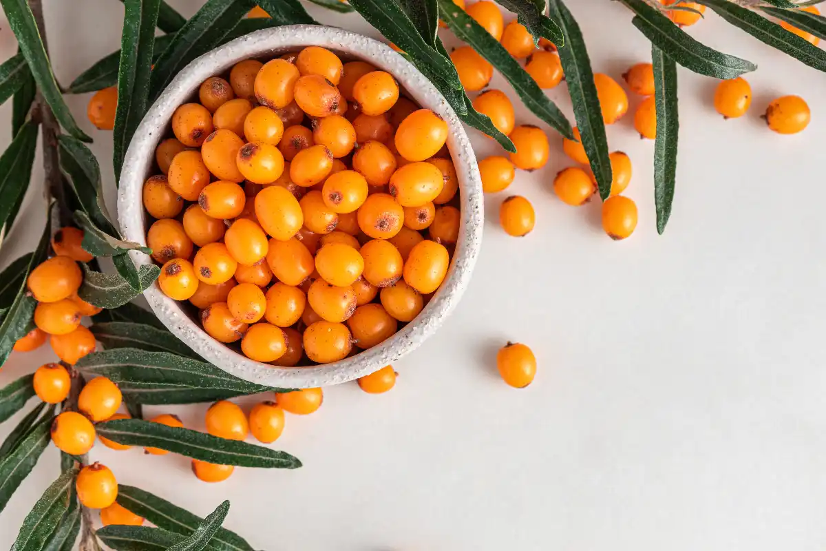 Toas las propiedades del espino amarillo y sus beneficios y contraindicaciones