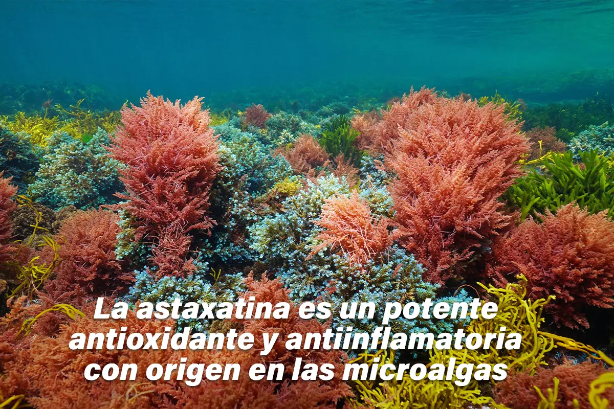 Origen de la astaxantina en el fondo de algas marinas