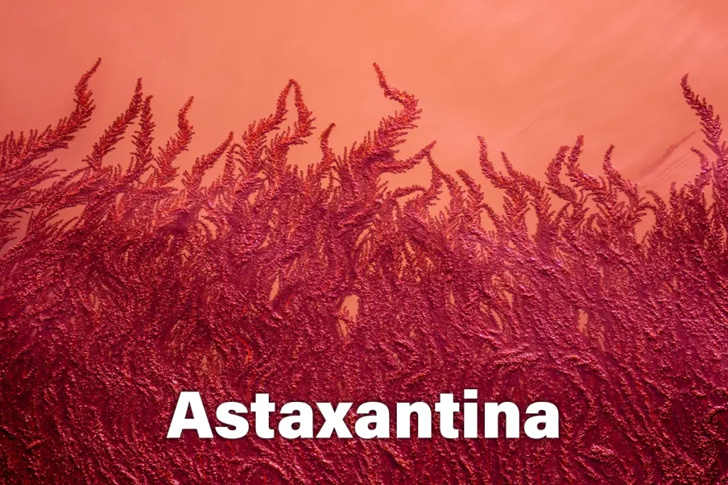 Que es la astaxantina y que beneficios tiene este alga marina de color rojizo