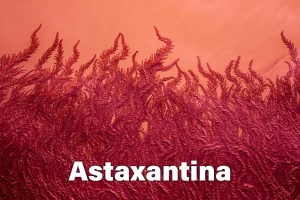 Que es la astaxantina y que beneficios tiene este alga marina de color rojizo
