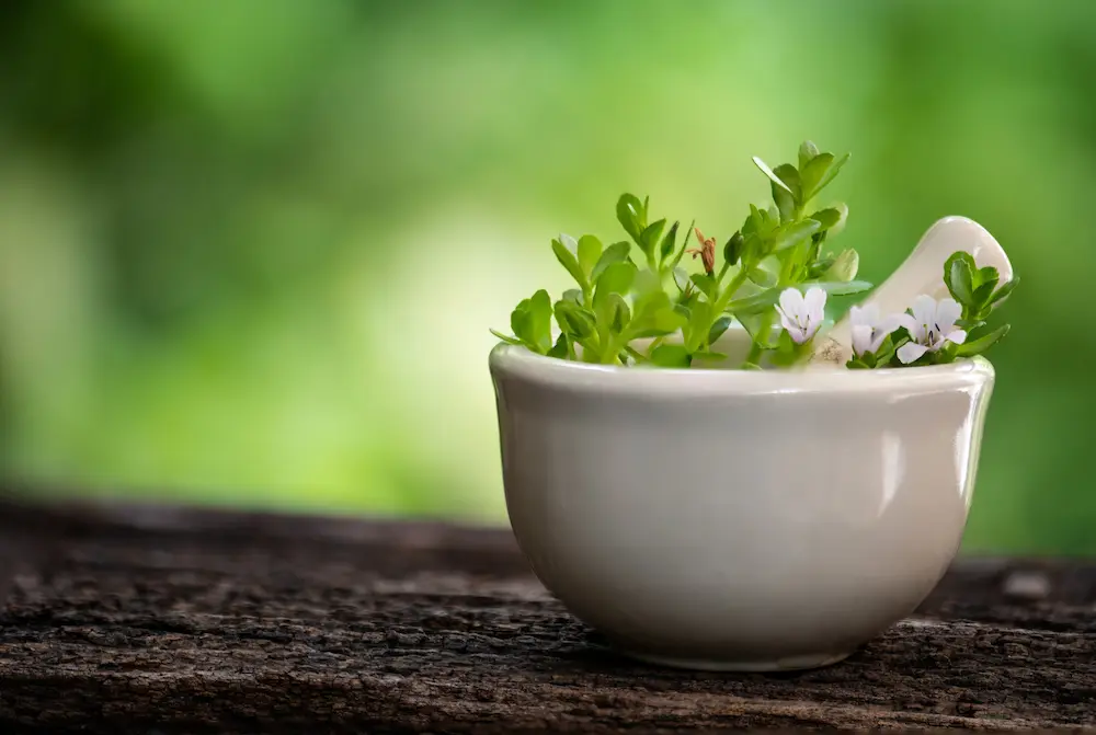 La principal ventaja de la bacopa es mejorar la memoria y la función cognitiva, potenciando el aprendizaje y reduciendo el estrés y la ansiedad.