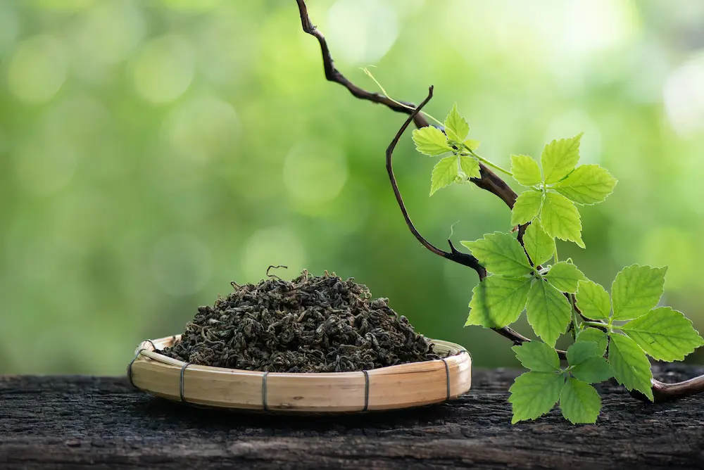 La principal ventaja del jiaogulan es su capacidad para mejorar la salud cardiovascular y metabólica, regulando los niveles de glucosa y lípidos, además de fortalecer el sistema inmunológico.