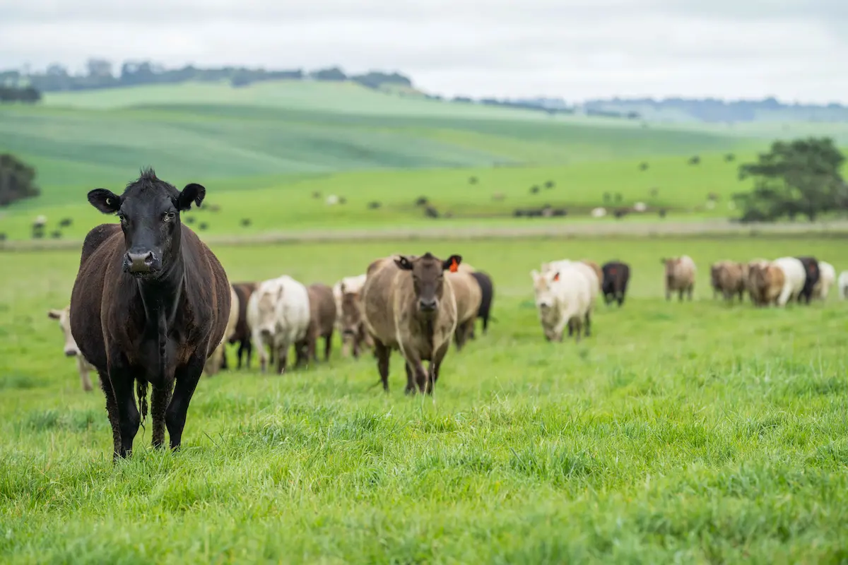 Una manada de vacas pastando en un extenso campo verde. La imagen muestra la práctica de ganadería sostenible y el enfoque natural y saludable de la carne ecológica, destacando los beneficios para el ecosistema y la producción responsable.
