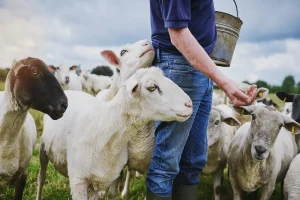 Ganado ecológico alimentado de manera natural, rico en micronutrientes y aminoácidos de la carne ecológica, contribuyendo a una mejor calidad nutricional.