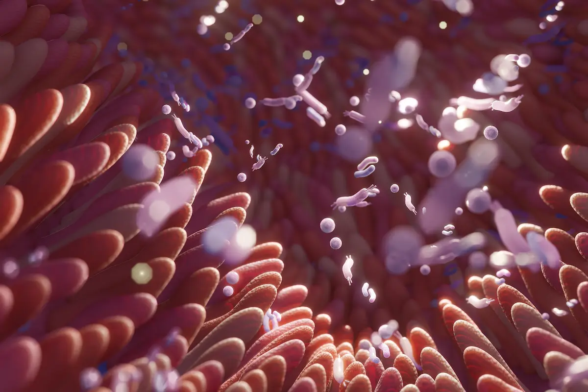 Foto de nuestra mucosa intestinal con bacterias como la akkermansia muciniphila: La bacteria clave para la salud intestinal y el metabolismo